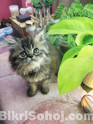 Persian triple coat tabby kittens